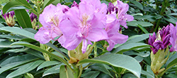 Rhododendron pontica
