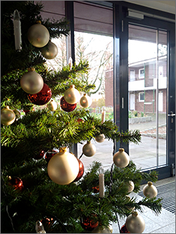 Tannenbaum / Weihnachtszeit im Nachbarhaus in Niendorf-Nord